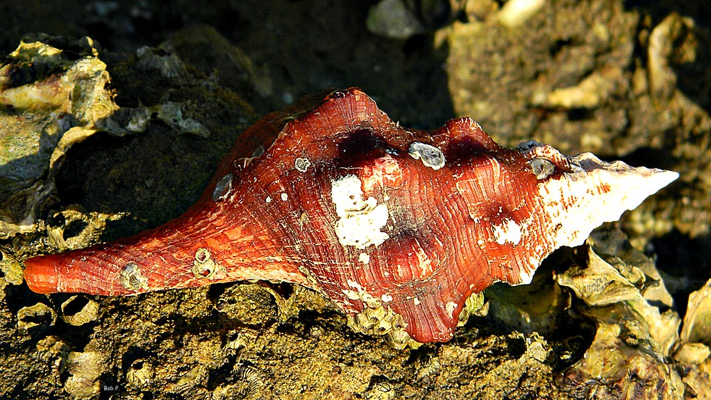 Florida Horse Conch showing large spiral with bright orange interior