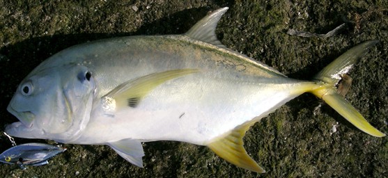 Jack crevalle blitzing bait near the surface