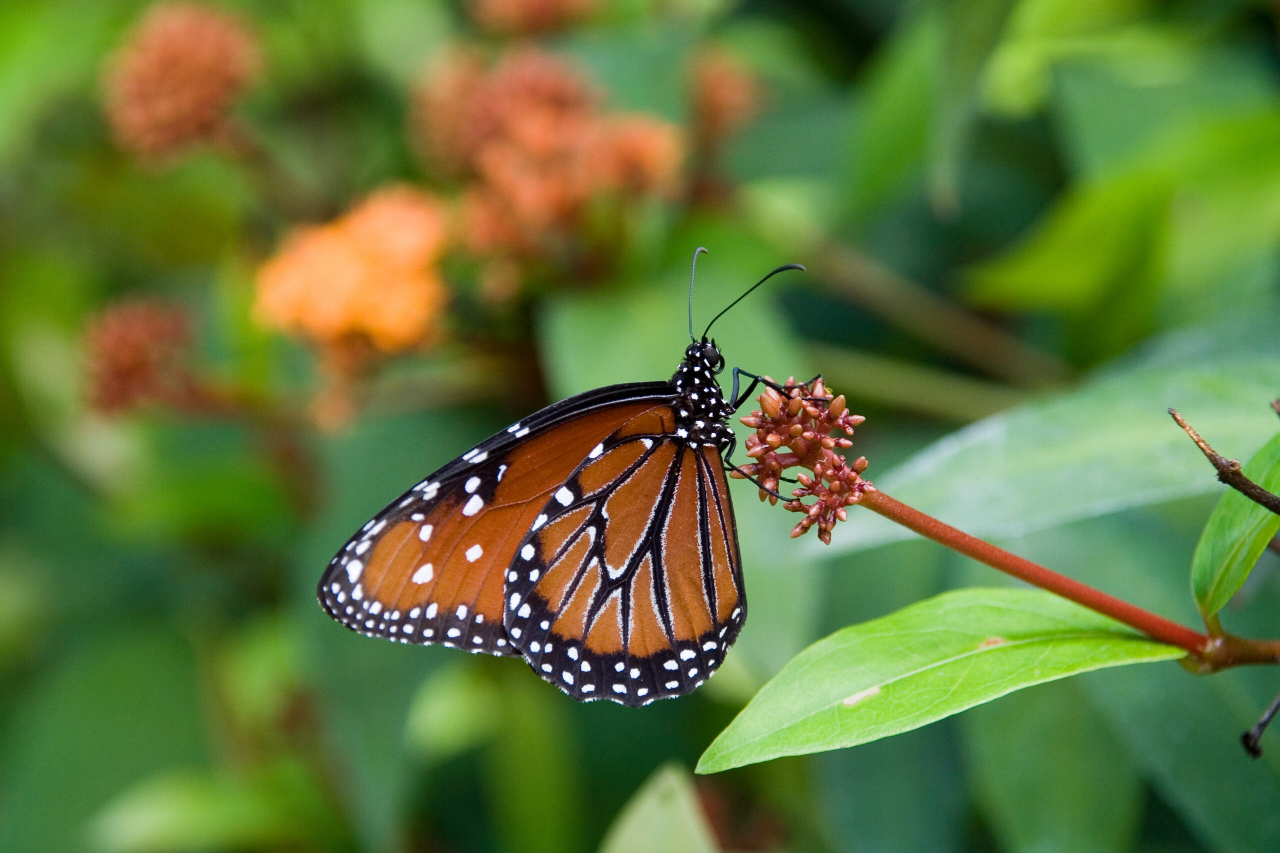 Queen butterfly nectaring with rich mahogany wings and white forewing spots