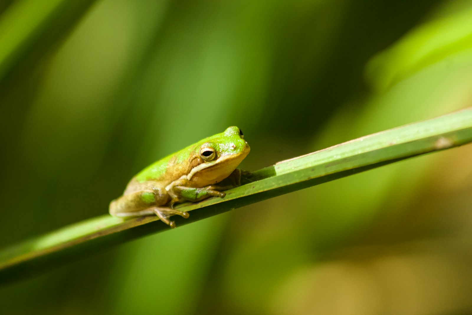 Green Treefrog