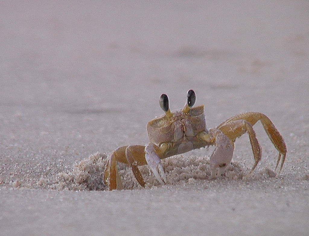 Atlantic Ghost Crab pale sprinter near burrow above the wrack line