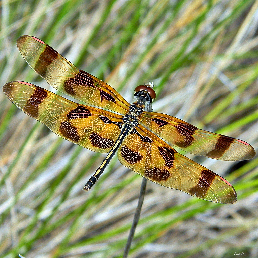 Halloween Pennant with orange-and-brown banded wings perched like a flag