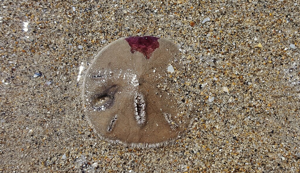 Sunray Venus bivalve showing long rays from the hinge