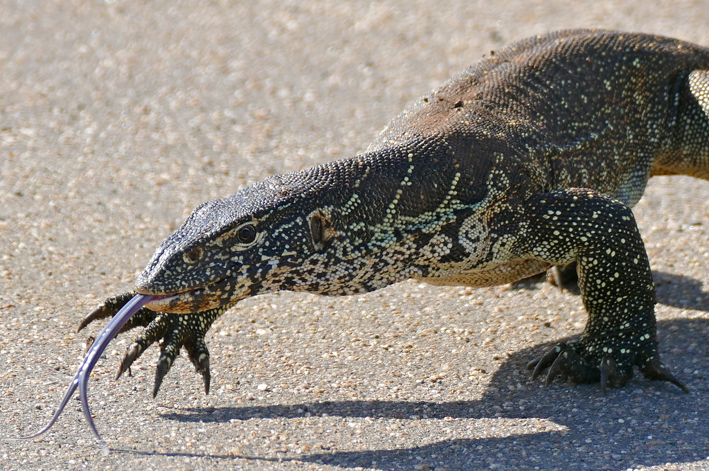Nile Monitor lizard poised on canal riprap