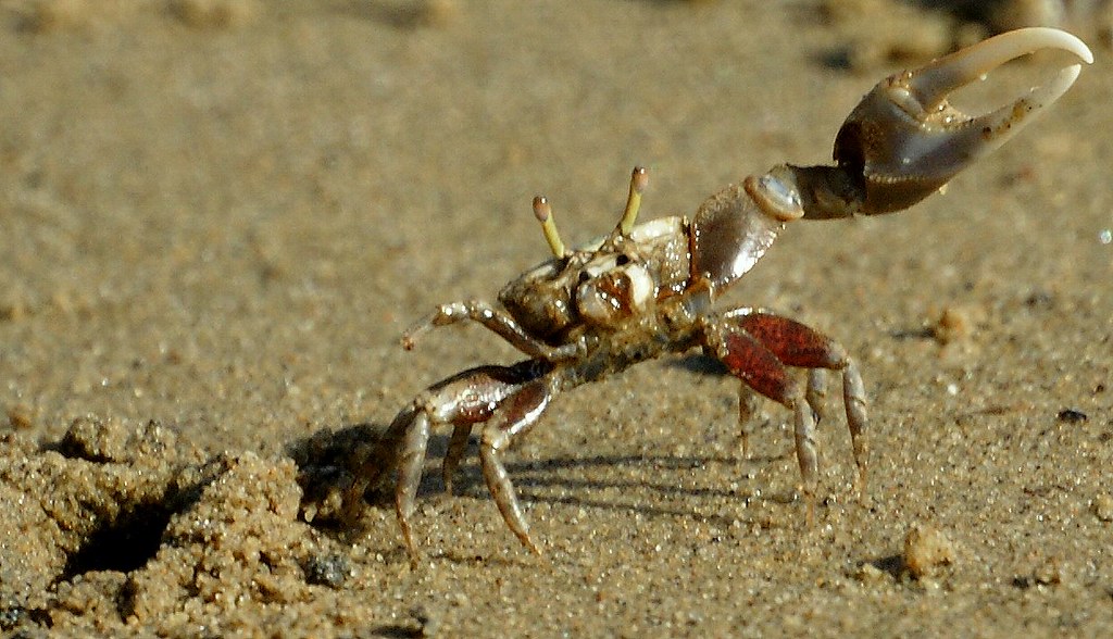 Fiddler Crab with oversized claw waving on a muddy flat