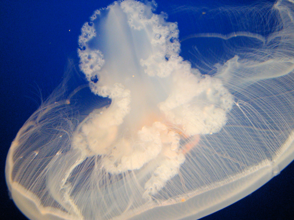 Moon Jelly translucent bell with four horseshoe gonads visible