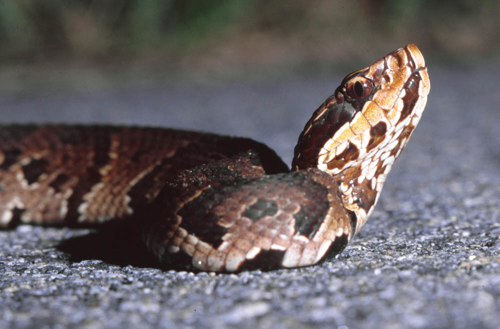 Florida Cottonmouth