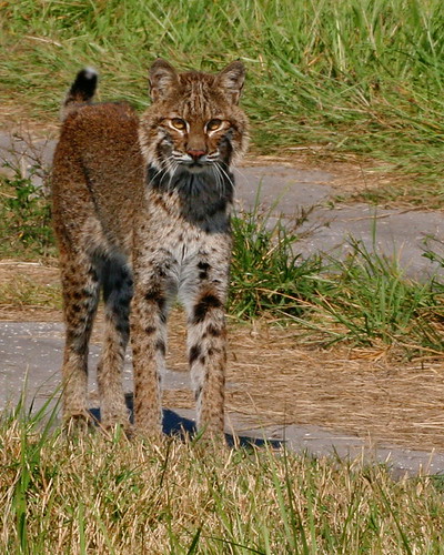 Bobcat