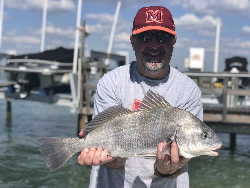 Large black drum cruising a quiet flat