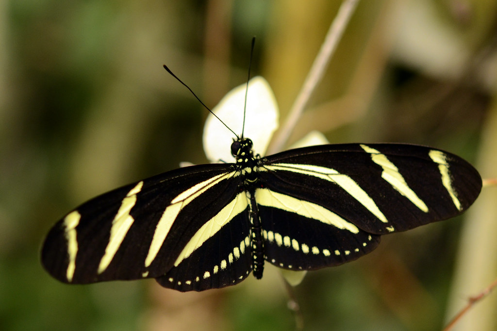 Zebra Longwing showing pale yellow stripes on long dark wings