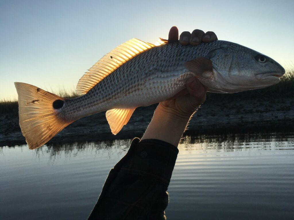 A hand holds a redfish against the setting sun.