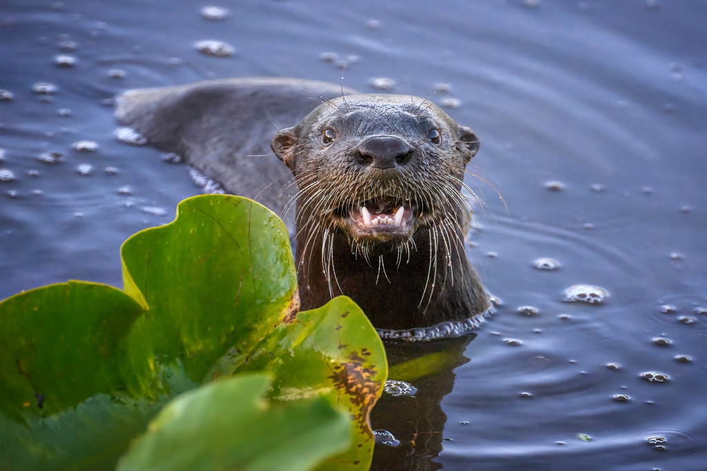 North American River Otter