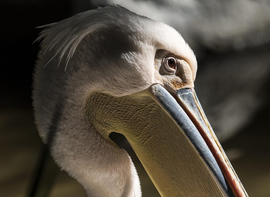 pelican, bird, nature, wildlife, animal, beak, water, beach, feathers, ocean, sea, florida, wings, avian, pelikan, pelican, pelican, florida, florida, florida, florida, florida