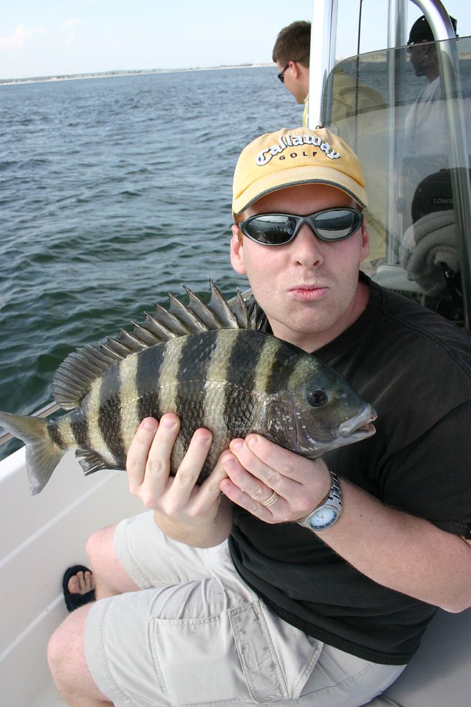 Sheepshead on barnacle-crusted pilings at low tide