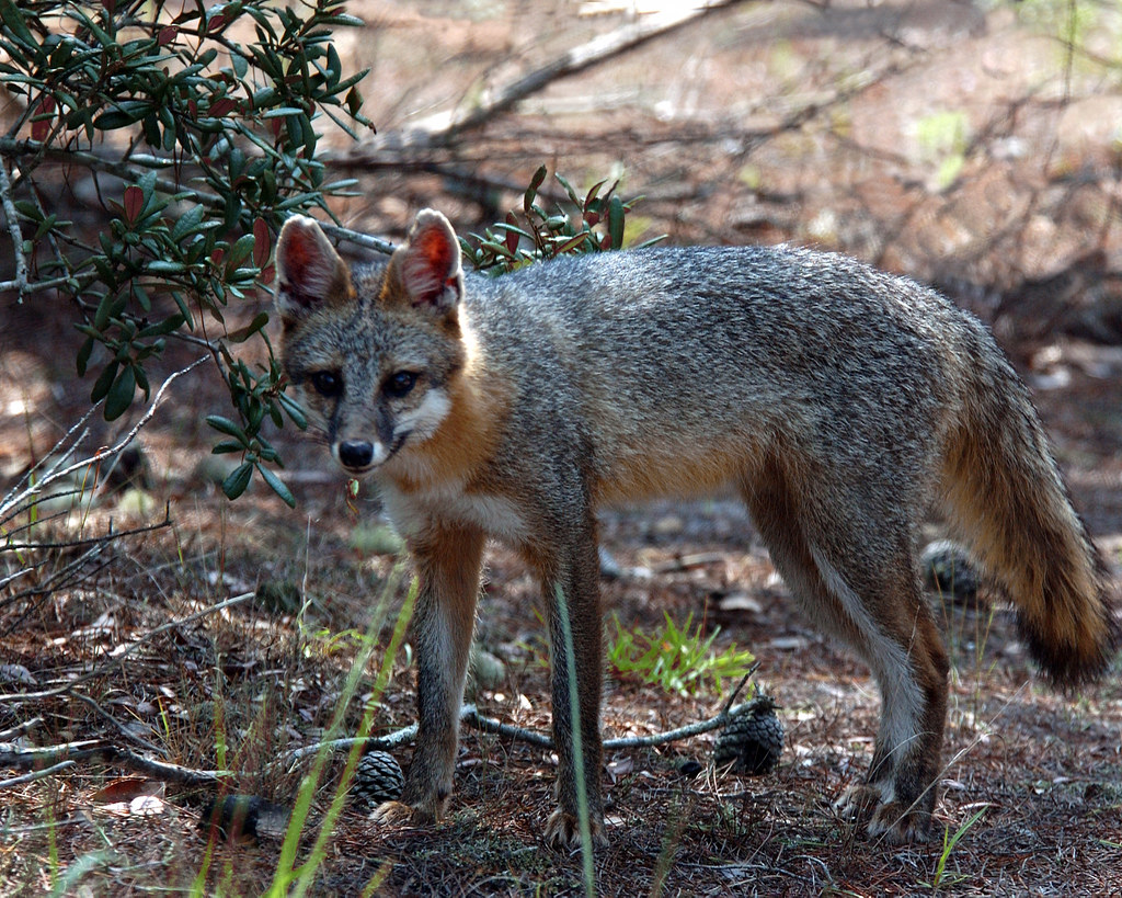 Gray Fox