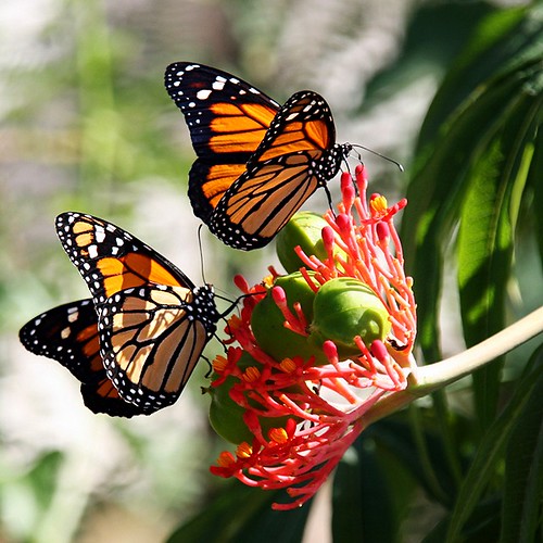 Monarch butterfly with bold black veins on orange wings on milkweed
