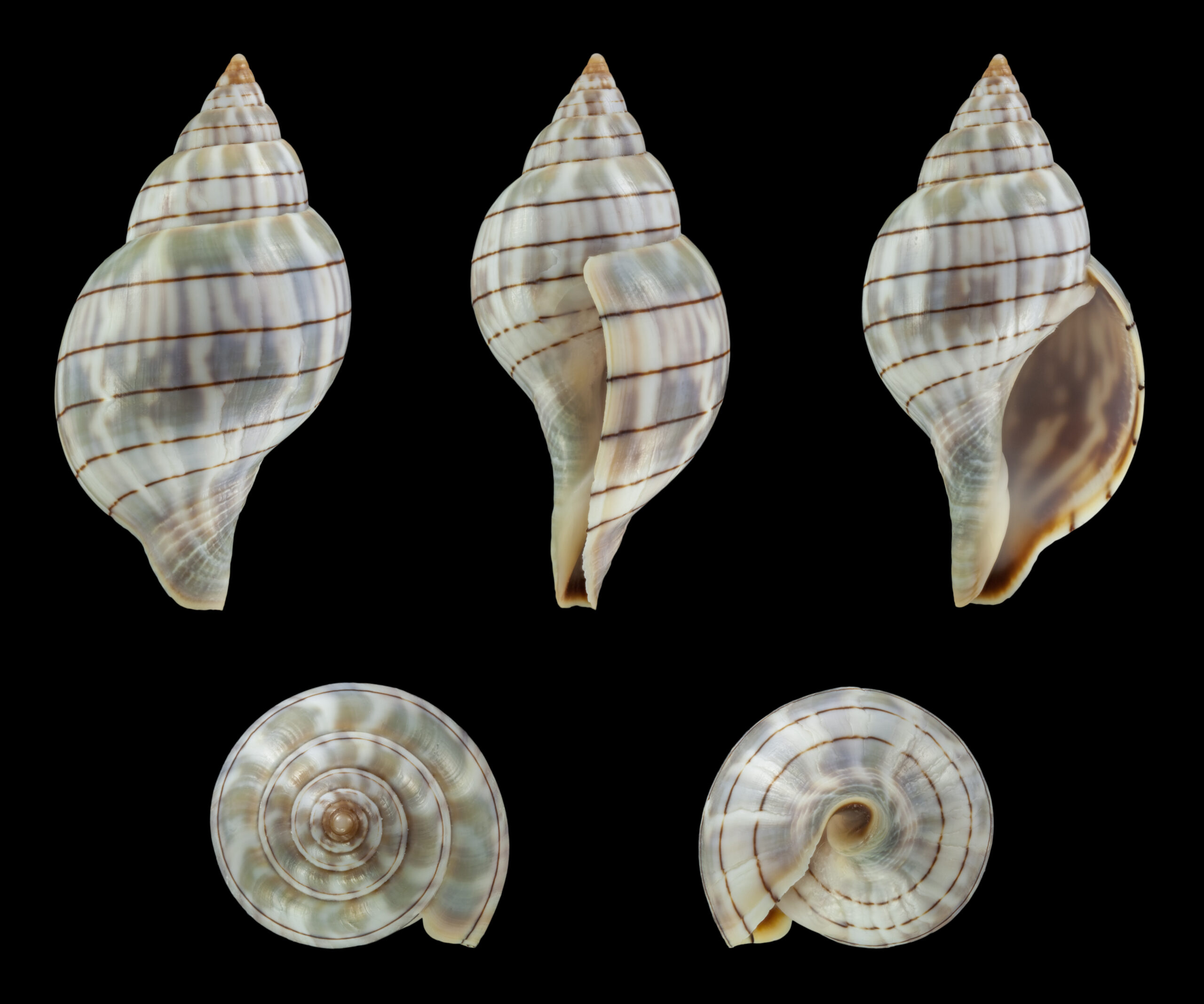 Banded Tulip shell with crisp spiral banding