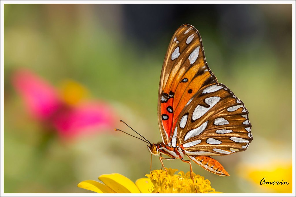 Gulf Fritillary nectaring with silver spots flashing on underwings