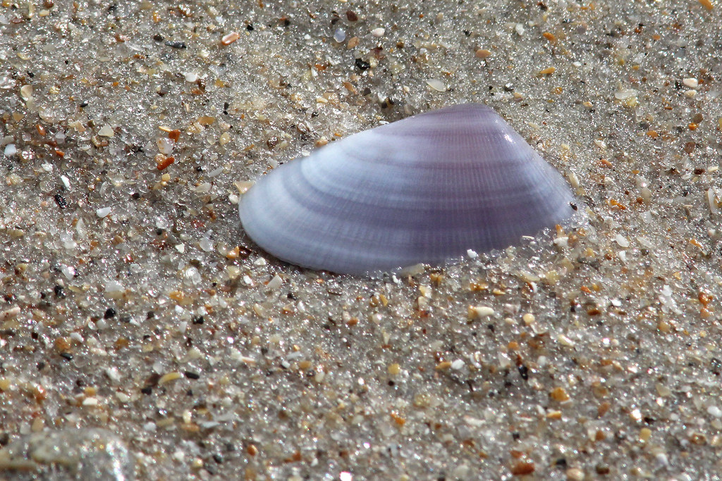 Coquina clams showing rainbow colors in the swash zone