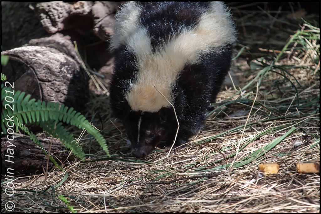 Striped Skunk