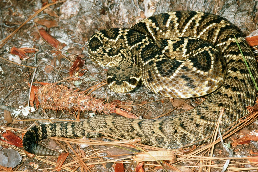 Eastern Diamondback Rattlesnake