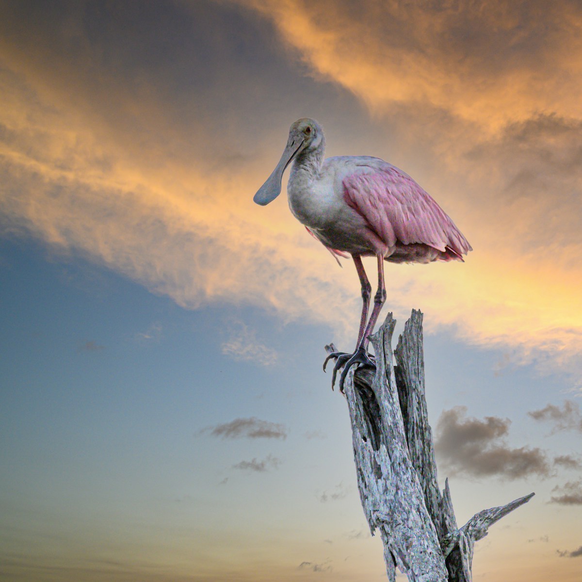 Wading bird lifting off over quiet coastal flats at sunrise