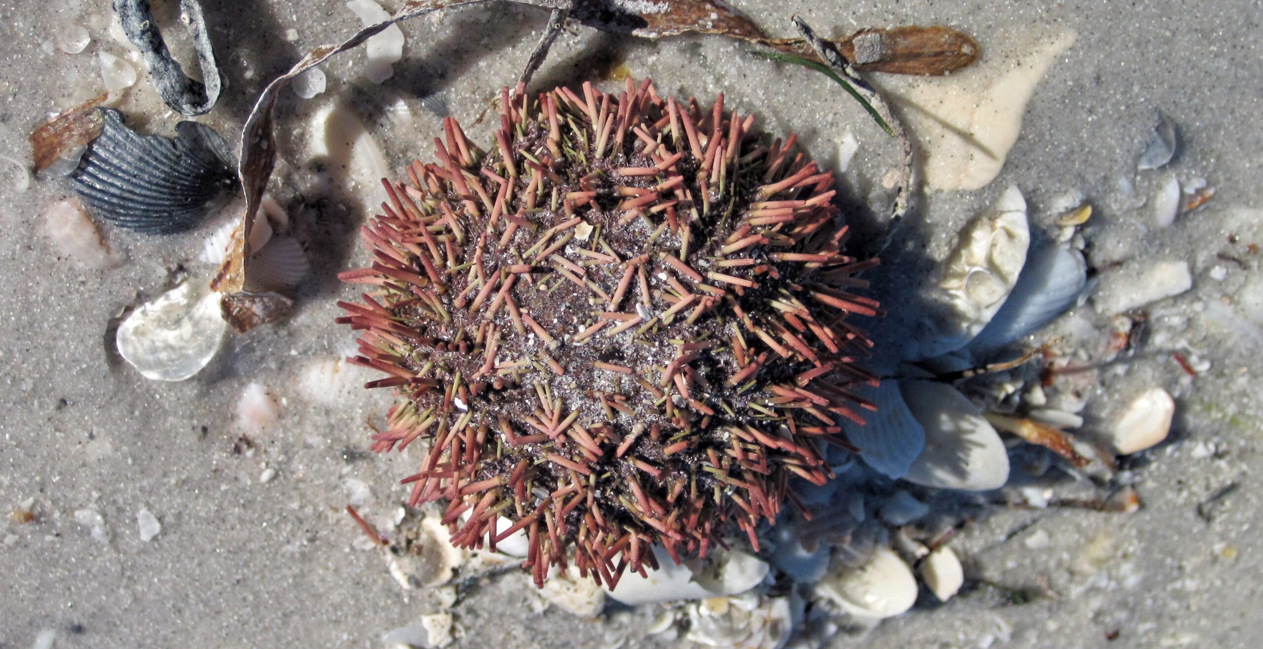 Variegated Sea Urchin with greenish spines carrying shell fragments