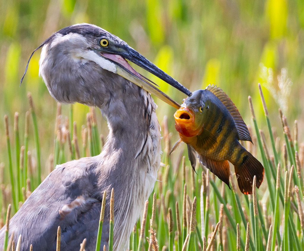 Mayan Cichlid with dark tail eyespot and vertical bars