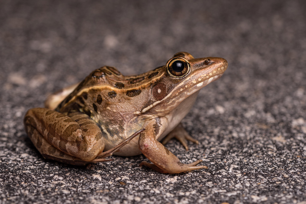 Southern Leopard Frog