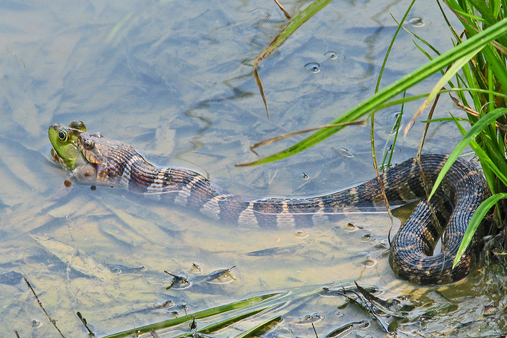 Florida Watersnake