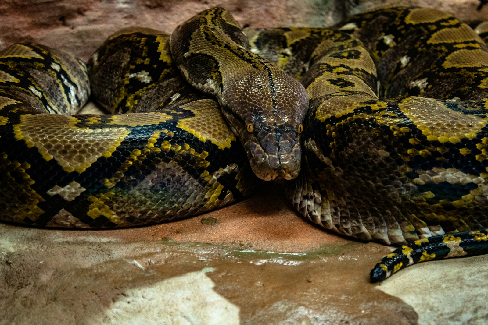 Burmese Python patterned coils along a levee edge