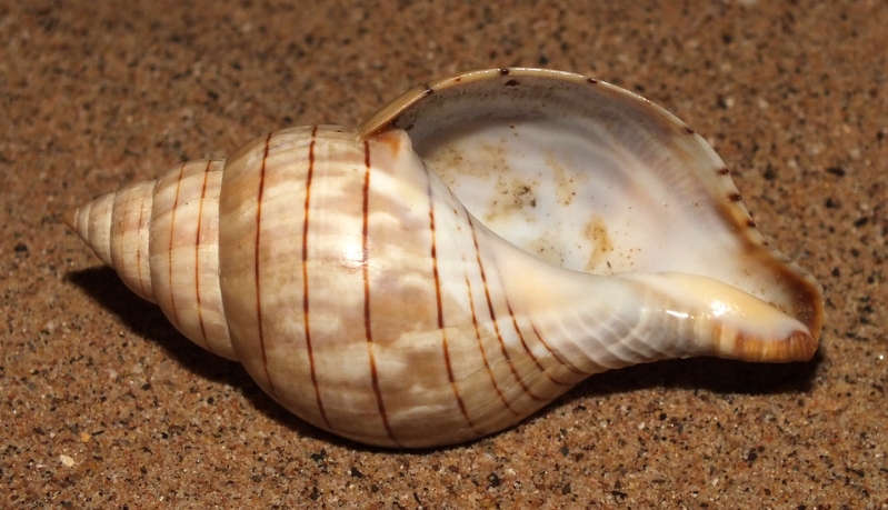 True Tulip shell with mottled spiral bands