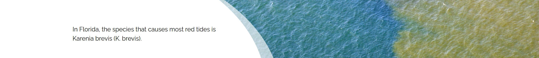 See Red Tide Research — MyFWC.com