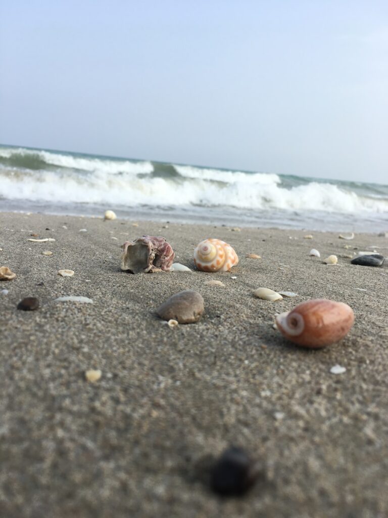 several seashells on a sandy beach near the ocean