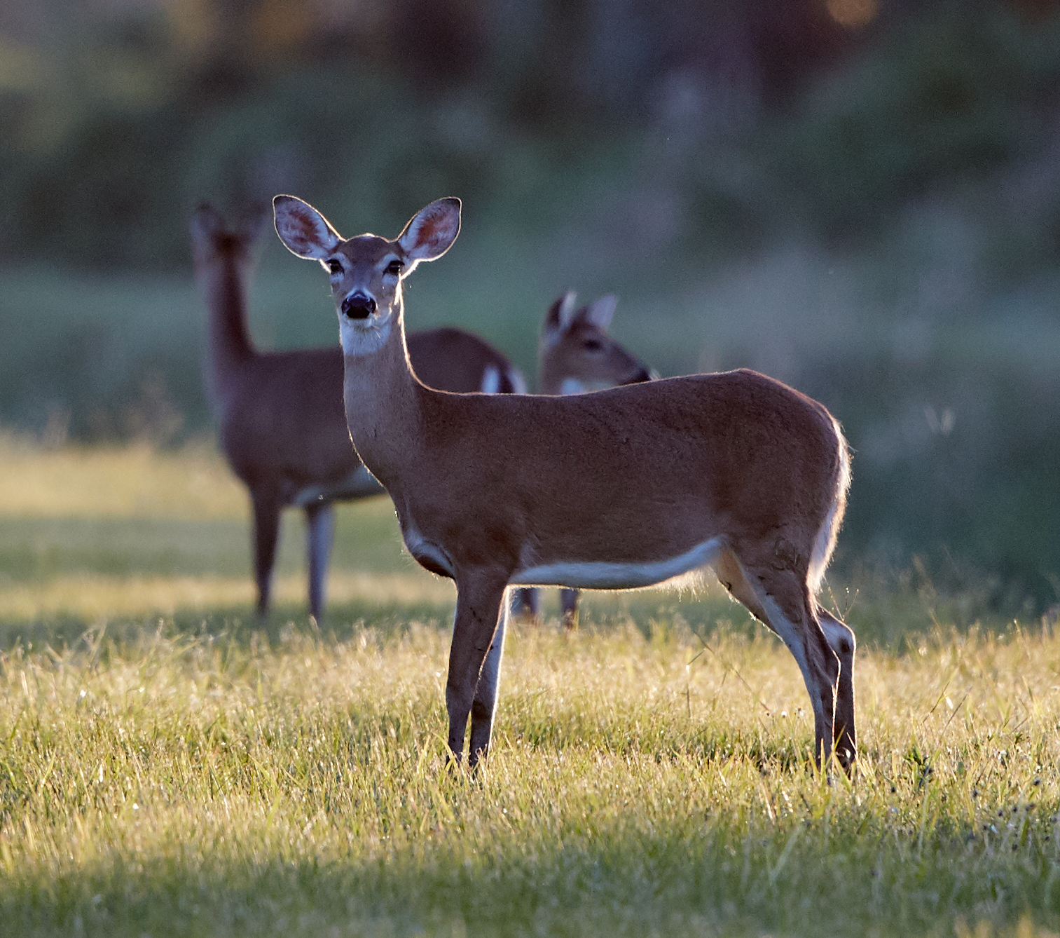 White-tailed Deer