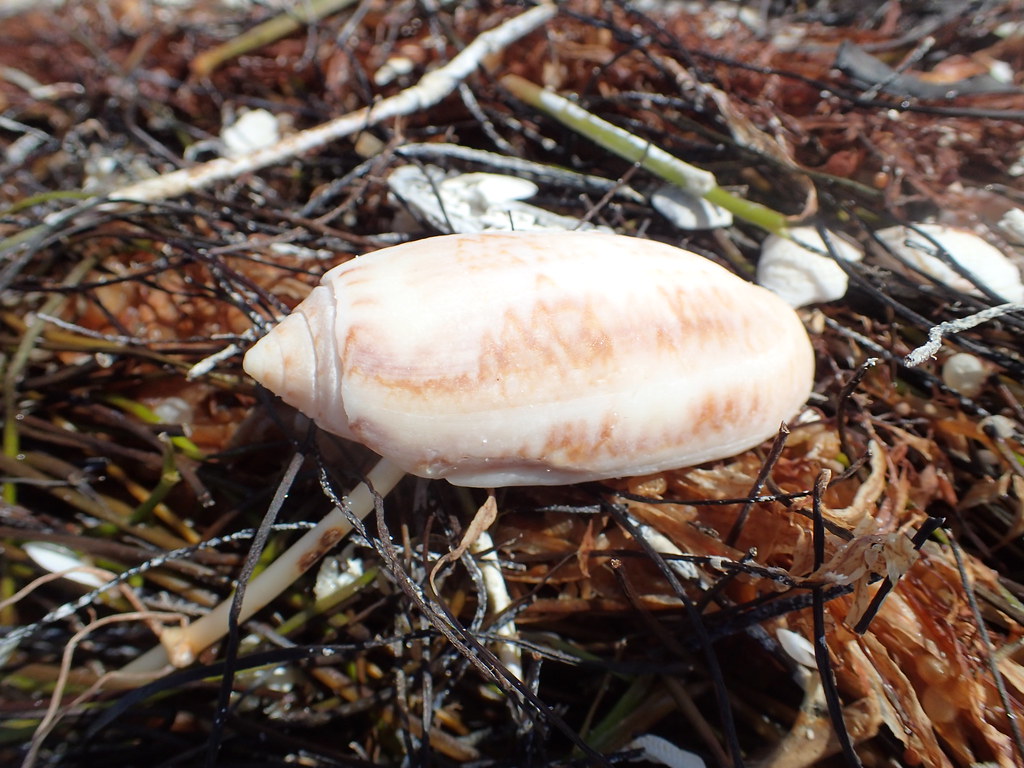 Lettered Olive smooth cylindrical glossy shell on wet beach
