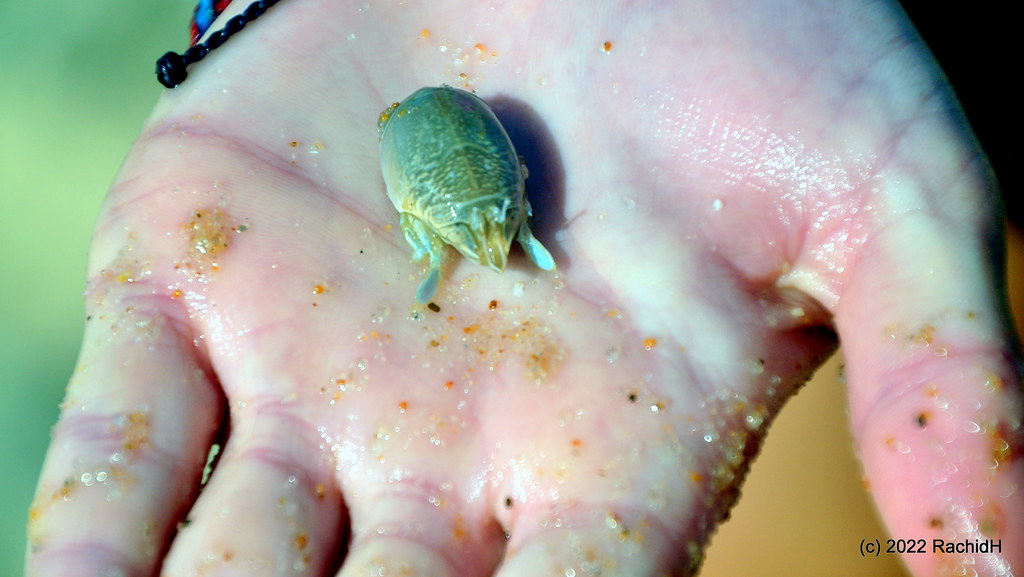 Mole Crab tumbling in the swash zone and burrowing backward