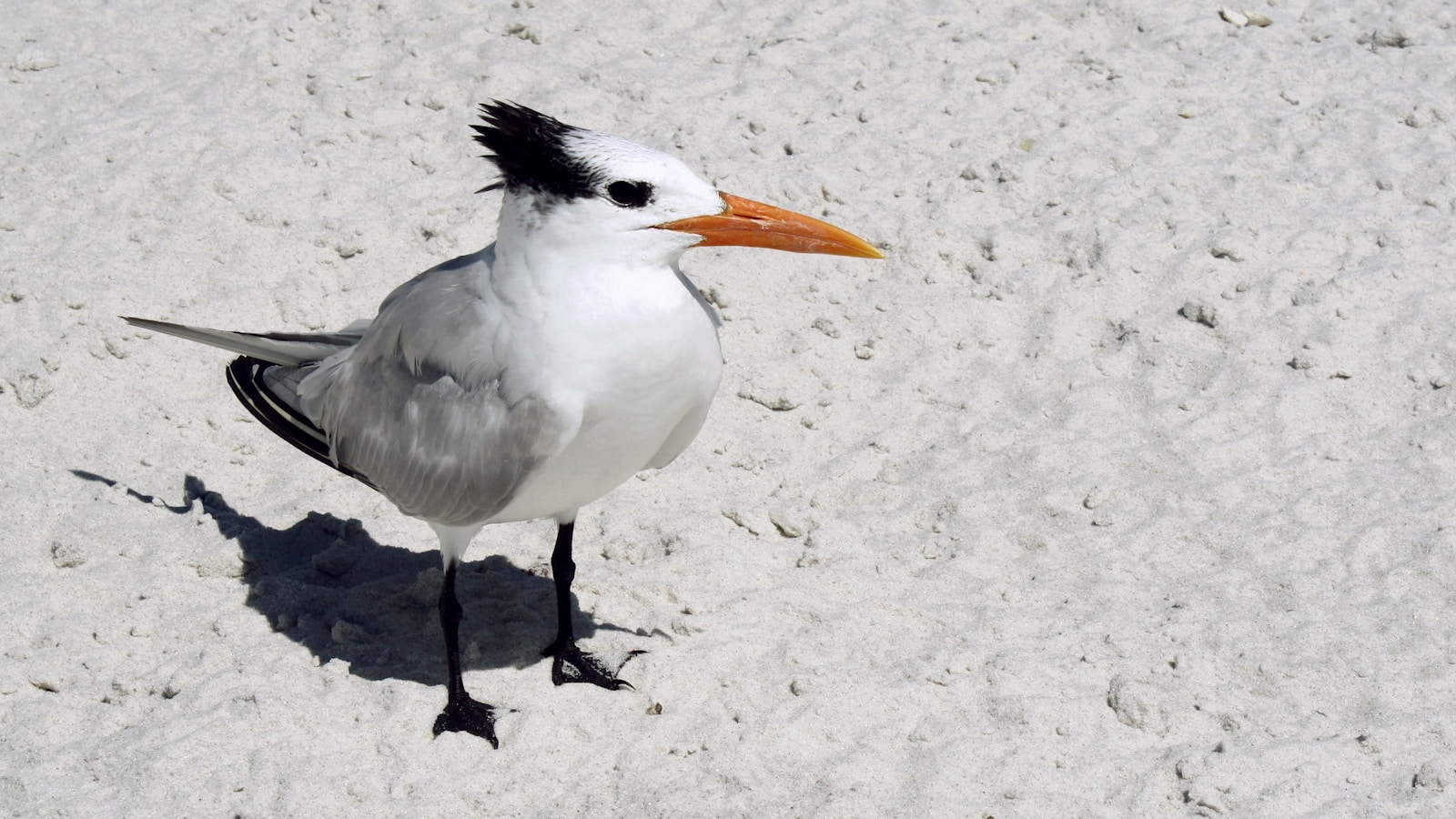 Royal Tern with wind-blown crest on a sandbar