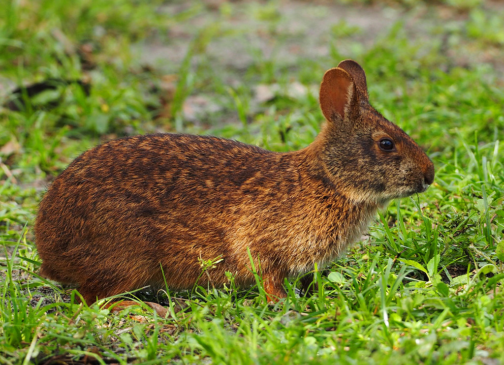 Marsh Rabbit