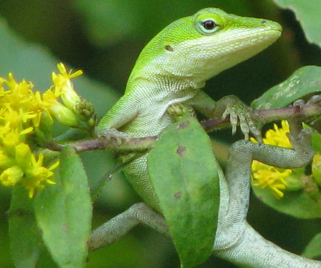 Green Anole