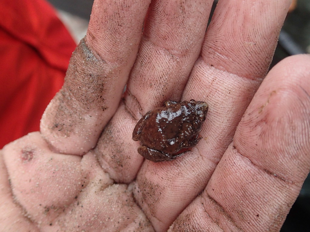 Eastern Narrow-mouthed Toad