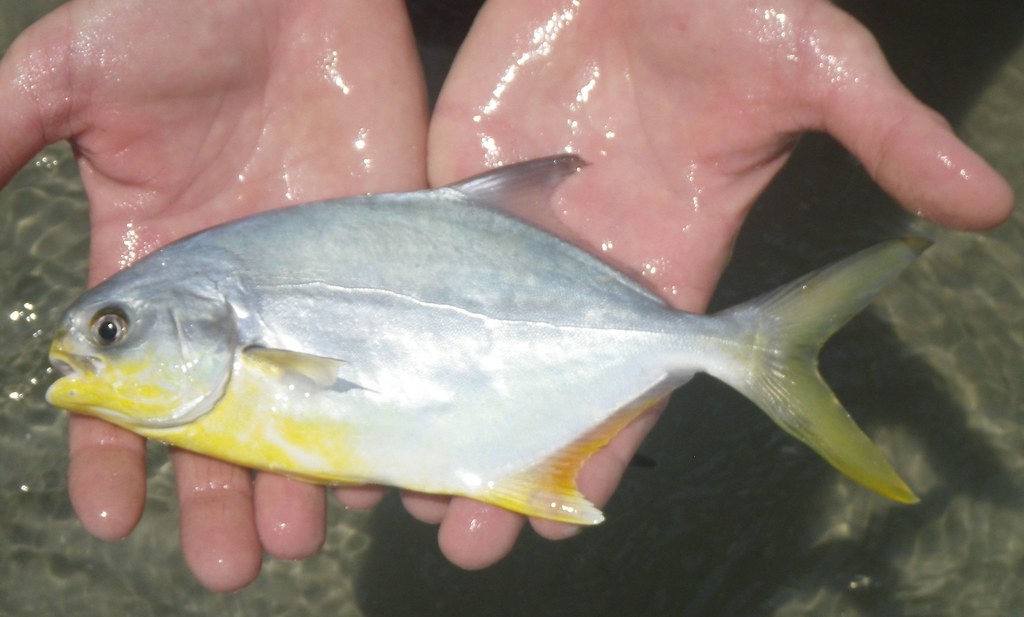 Florida pompano in surf wash near a sandbar
