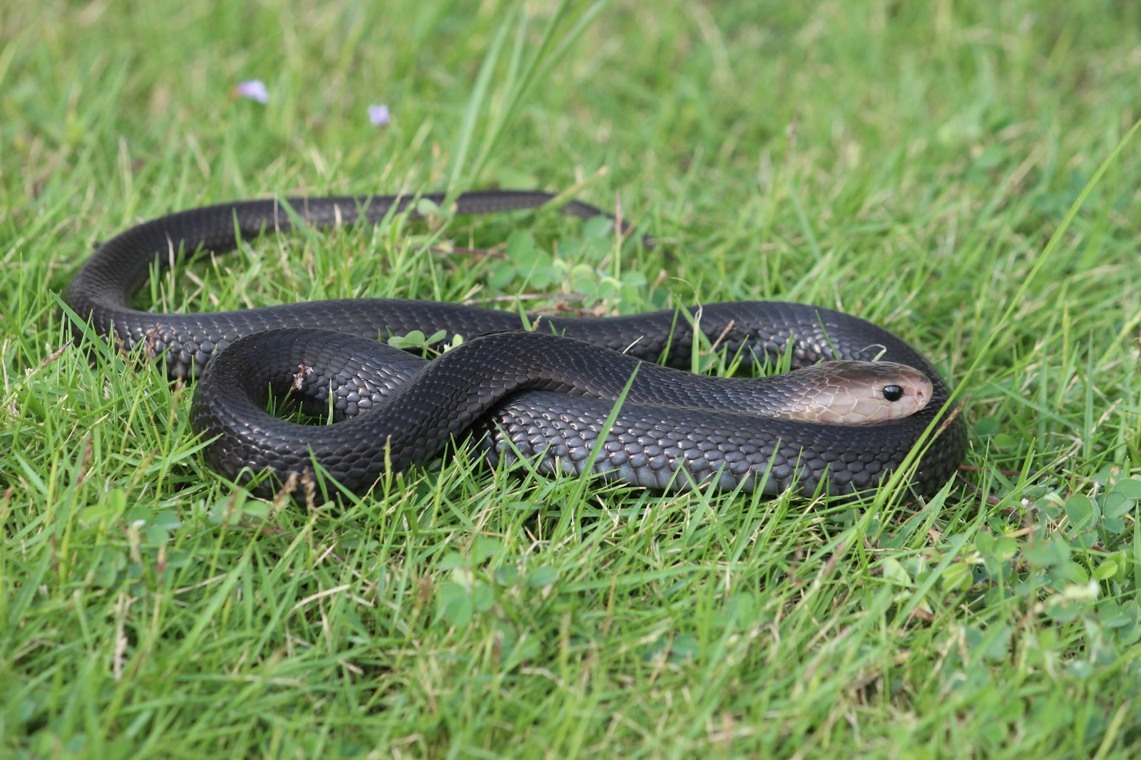 Southern Black Racer
