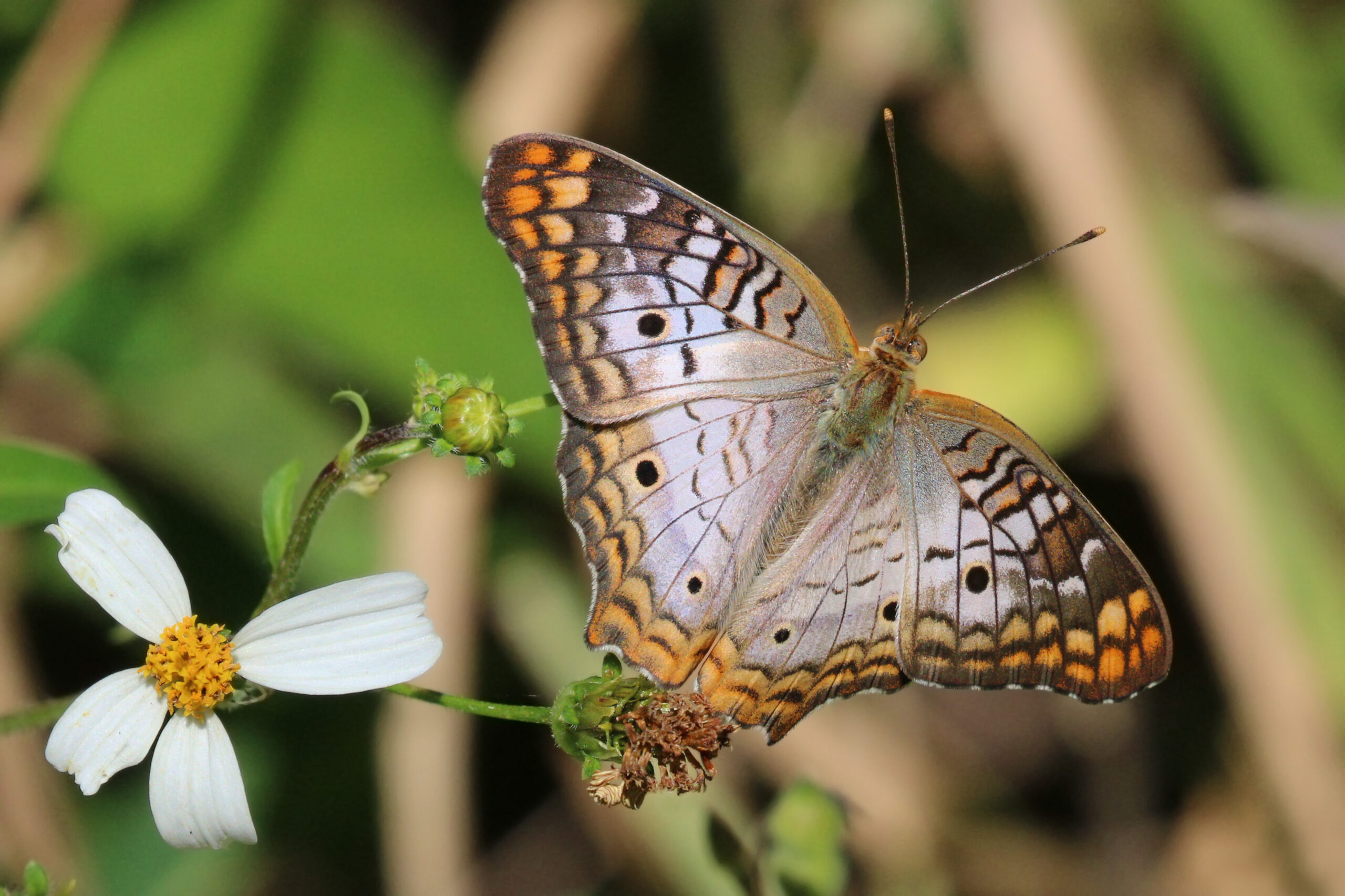 White Peacock on short grass near a pond bank showing eye spots