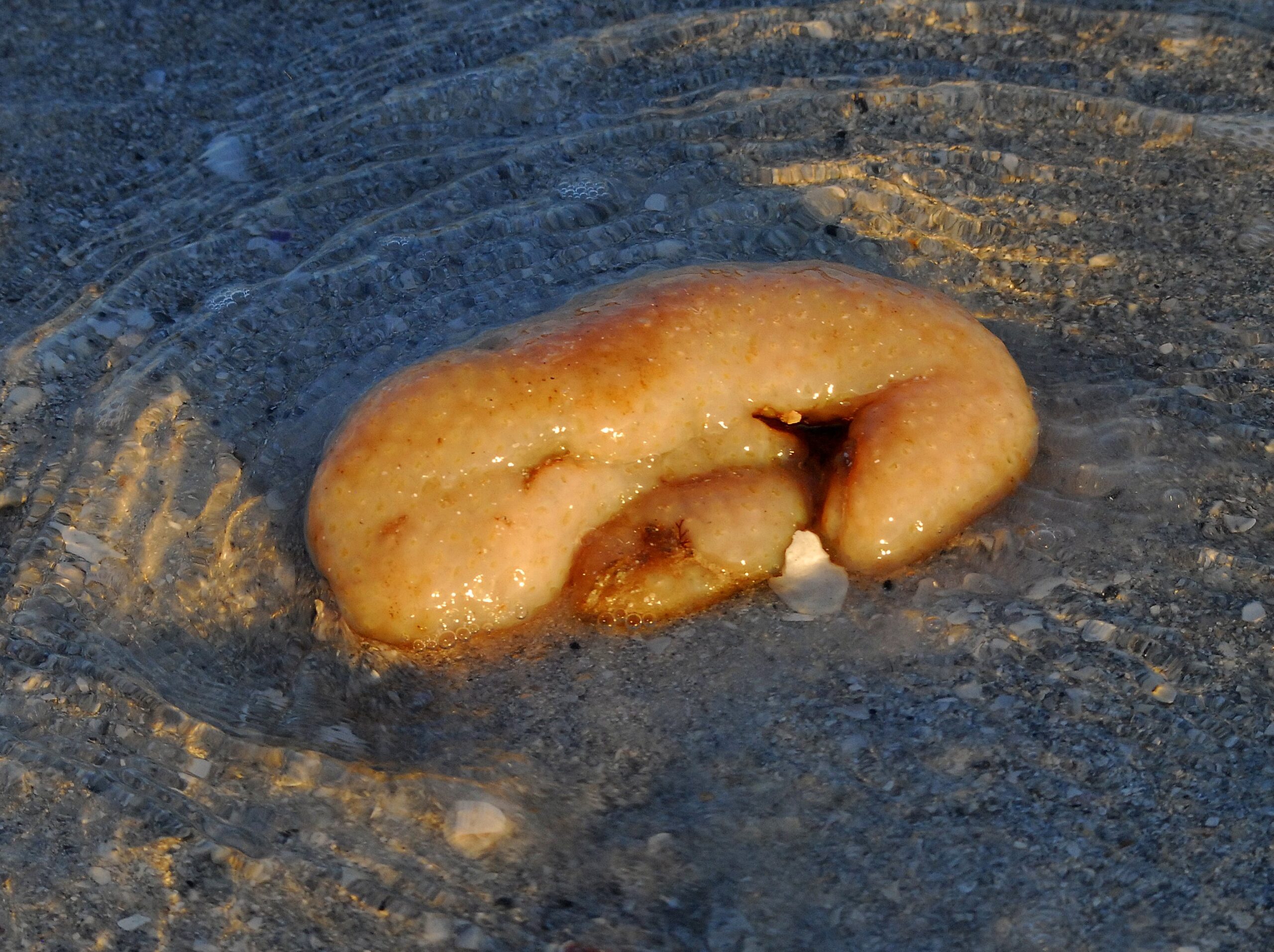 Sea Pork tunicate colonies as rubbery colorful mats on rock