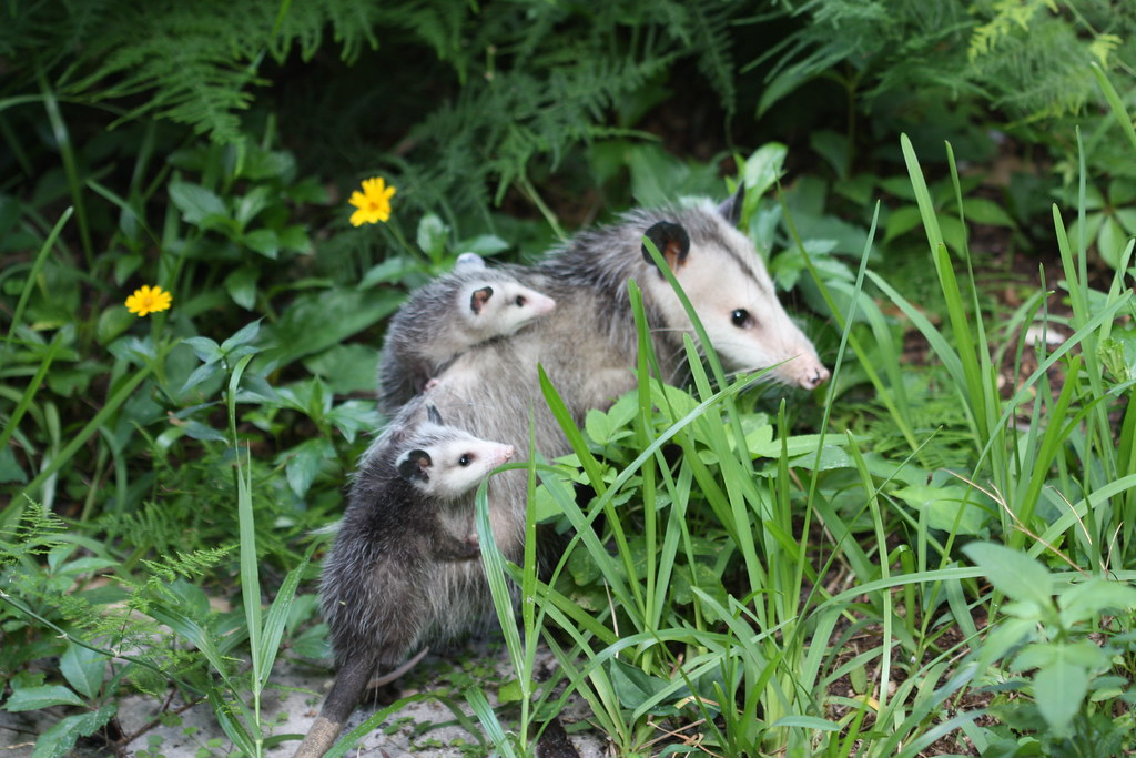 Virginia Opossum
