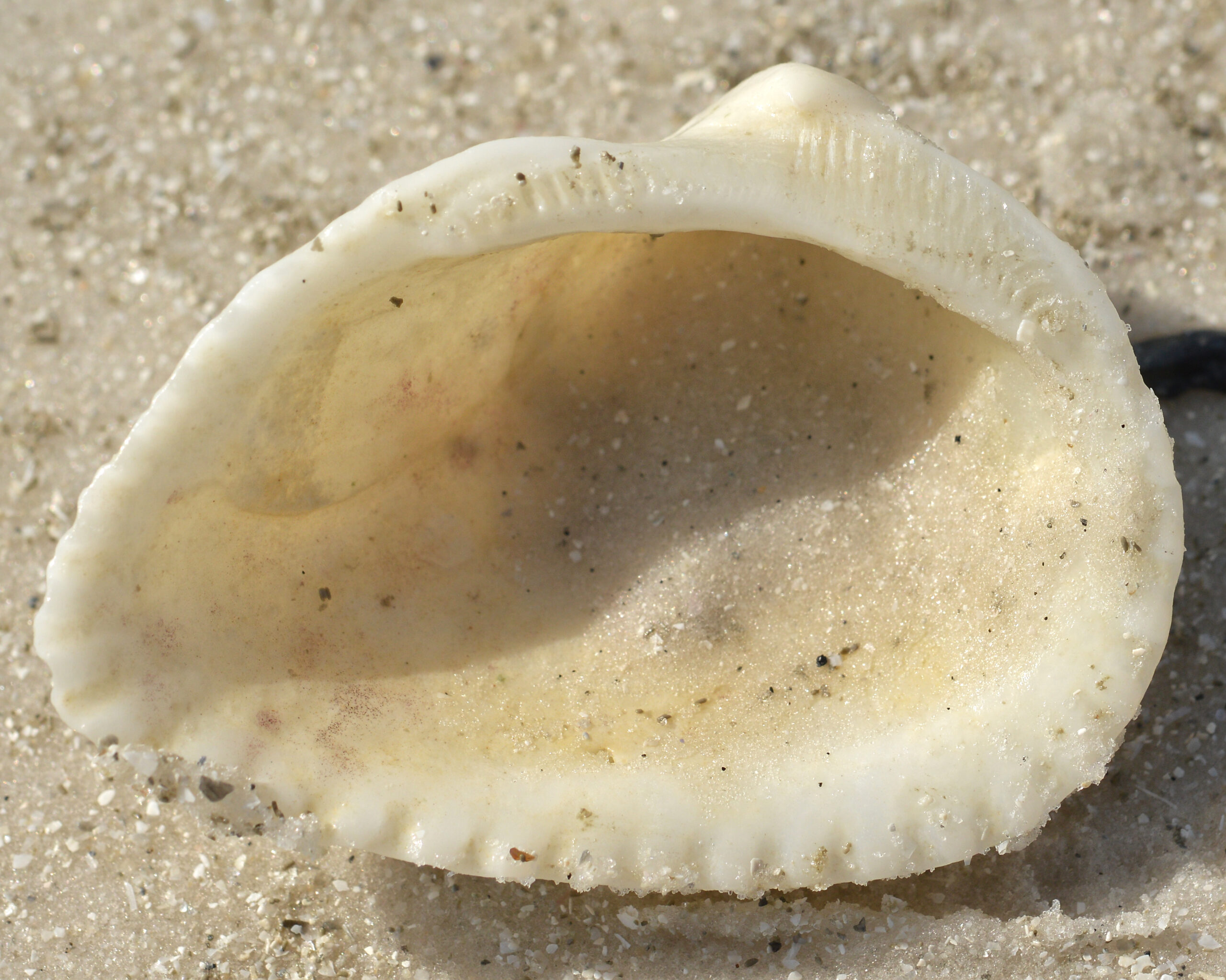 Ponderous Ark thick, ribbed shell on wrack-strewn beach