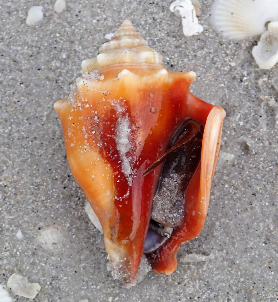 Florida Fighting Conch with chunky, ridged whorls on wet sand