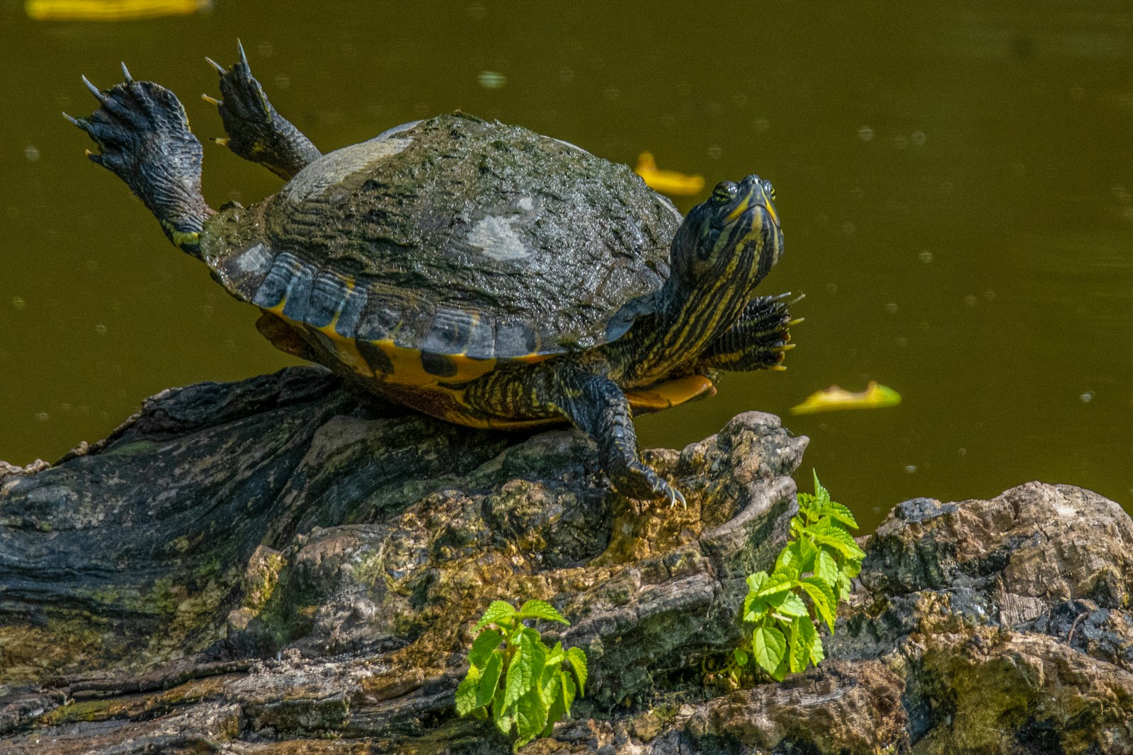 Peninsula Cooter