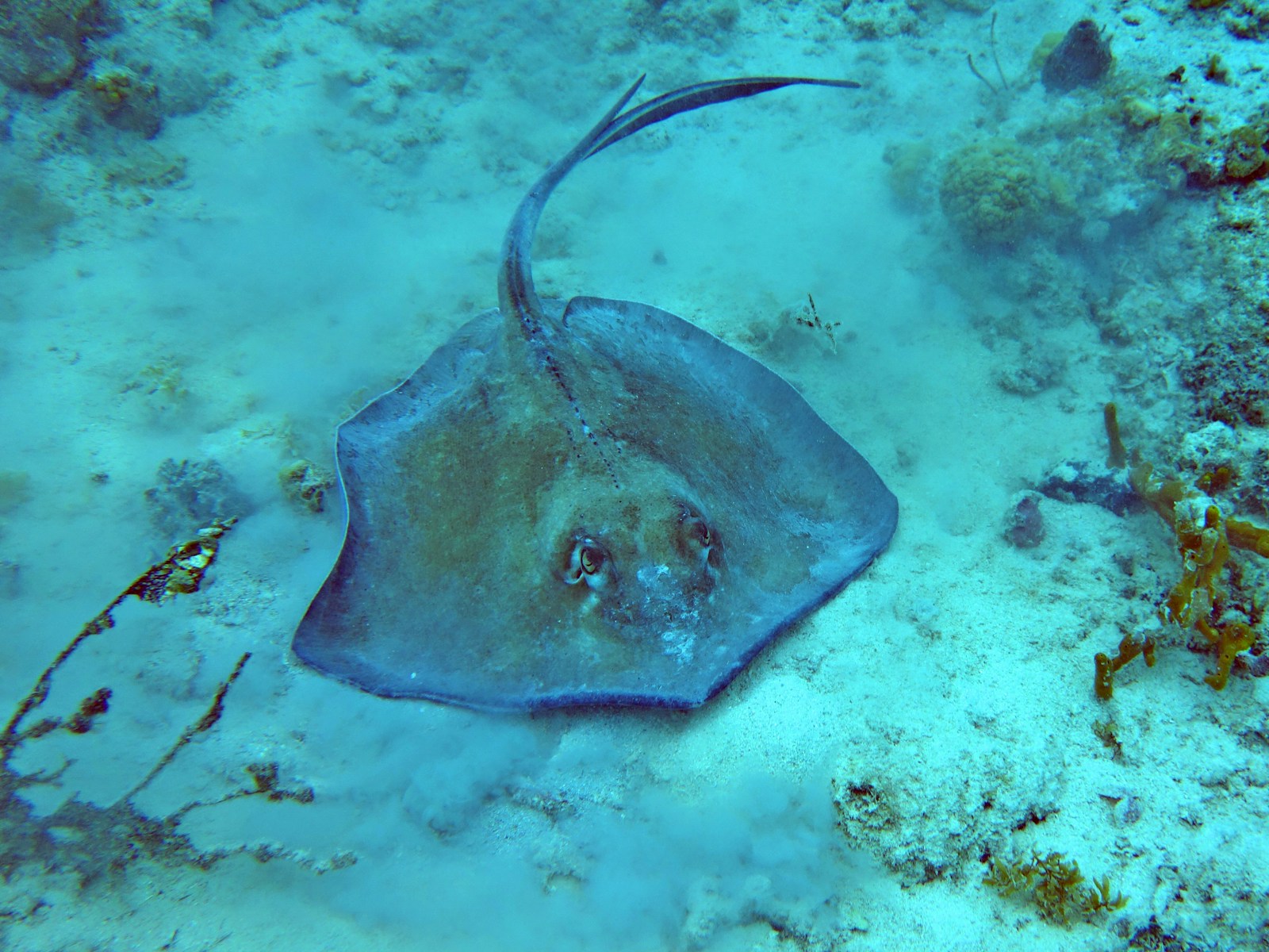 Southern stingray resting on a sandy patch between seagrass